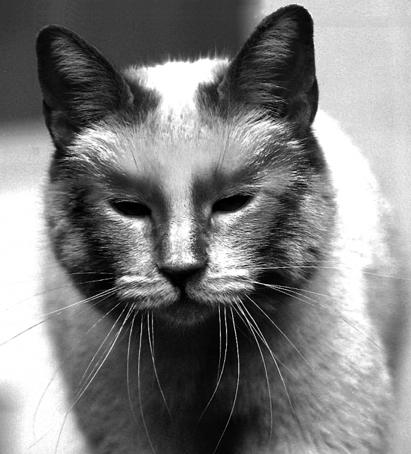 Creation of Nice Kitty Kitty?: Step 3